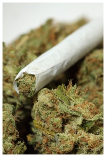 Marijuana / cannabis effetti Marijuana / cannabis effetti