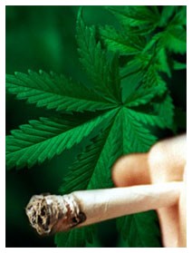 Cannabis: effetti dannosi sulle gengive