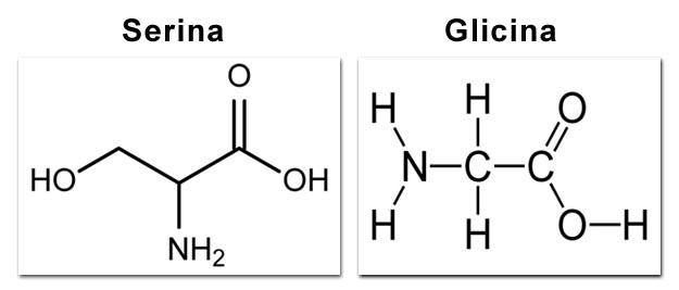 La serina e la glicina sono 2 amminoacido non essenziali serina e glicina