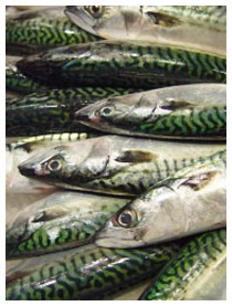 Due porzioni di pesce in gravidanza Due porzioni di pesce in gravidanza