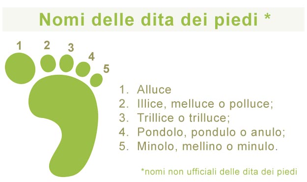 Dita dei piedi nomi