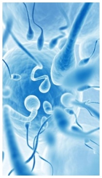 Effetti della cannabis sulla fertilità Effetti della cannabis sulla fertilità