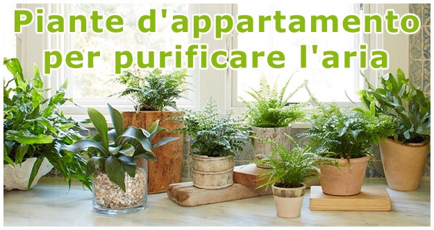 Piante d'appartamento per purificare l'aria Piante d'appartamento anti odori