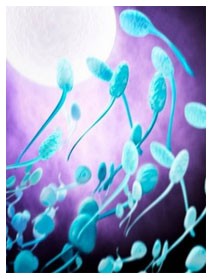 Fumare danneggia gli spermatozoi