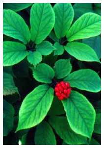 Ginseng e semi di lino: due rimedi naturali