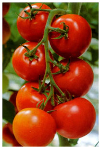 Ictus ischemico epomodori nella dieta Ictus ischemico epomodori nella dieta