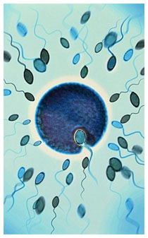 Infertilità maschile: meno spermatozoi con il junk food Infertilità maschile: meno spermatozoi con il junk food