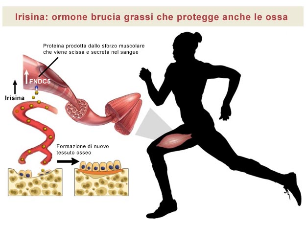 Attivit fisica irisina e nuovo tessuto osseo