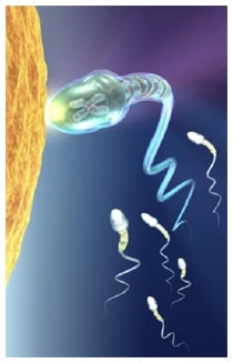 Numero spermatozoi, dieta e concepimento Numero spermatozoi, dieta e concepimento