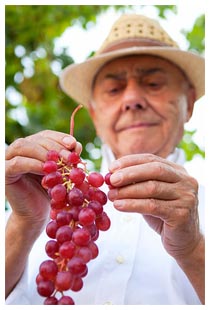 Prevenzione il morbo di Alzheimer mangiando uva Dieta per Alzheimer
