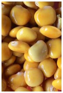 I lupini abbassano la glicemia Lupino come l'insulina