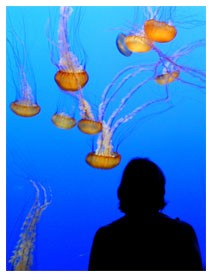Puntura di medusa: 10 utili consigli Puntura di medusa: 10 utili consigli
