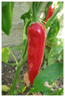 Soglia del dolore, peperoncino e longevit