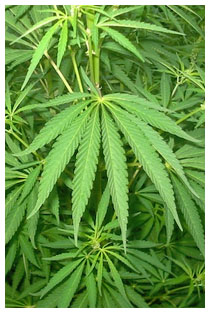 QI pi basso in chi fa uso di cannabis