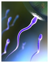 Anticoncezionale non ormonale: nuova pillola contraccettiva Anticoncezionale non ormonale: nuova pillola contraccettiva