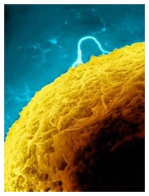 Fecondazione: aumentare la fertilità Fecondazione: aumentare la fertilità