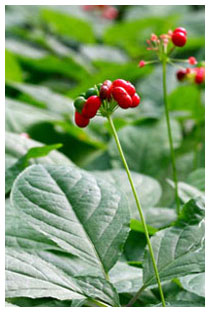 Caff al ginseng e disfunzione erettile