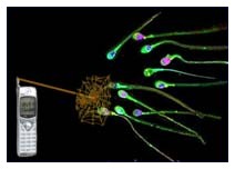 rischio fertilitā maschile