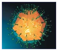 Cura per herpes