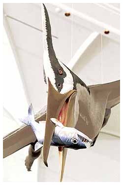 Pteranodon - Ombre gigantesche