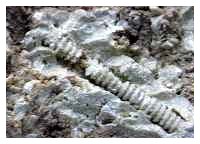 Fossile : la vita sulla terra