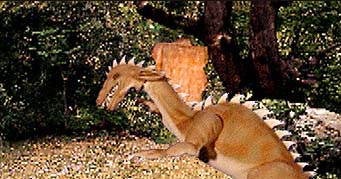 Sorrento (NA) - drago