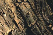 Dunarobba (TR) - foresta pietrificata