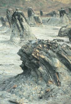 Dunarobba (TR) - foresta pietrificata