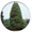 ALbero del Cipresso