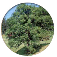 Oroscopo Celtico degli alberi: Frassino Oroscopo Celtico (Frassino)