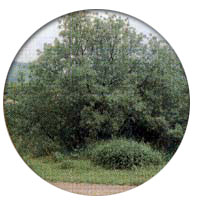 Oroscopo Celtico degli alberi: Salice Oroscopo Celtico (Salice)