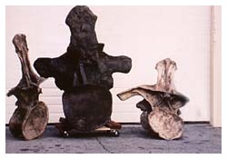Argentinosauro