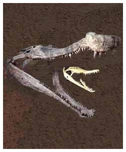 Enorme coccodrillo del Cretaceo