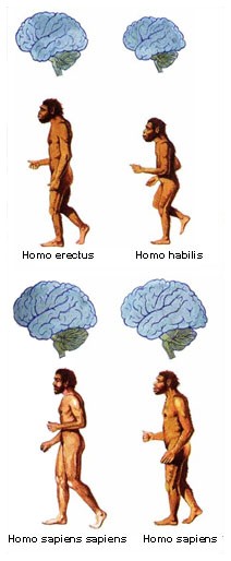 Evoluzione dell'uomo: una nuova teoria Evoluzione dell'uomo: una nuova teoria