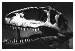 Teschio Giganotosaurus