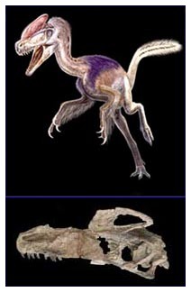 Guanlong Wucaii: Un antenato del Tirannosauro Rex Guanlong Wucaii: Un antenato del Tirannosauro Rex