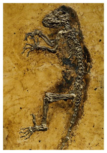 Evoluzione, dalla scimmia all'uomo (Ida) Evoluzione, dalla scimmia all'uomo (Ida)