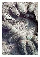 uova di dinosauro