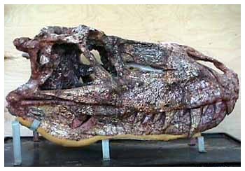 Il primo dinosauro