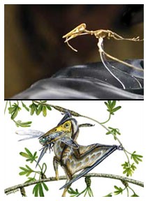 Pterosauro: scoperto in Cina un esemplare in miniatura Pterosauro: scoperto in Cina un esemplare in miniatura