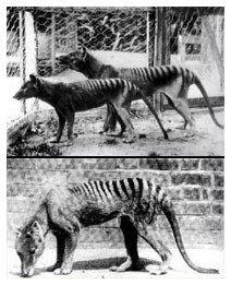 Tigre della Tasmania: clonazione