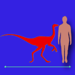 Immagini dinosauri: dimensioni Coelophysis