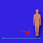 Immagini dinosauri: dimensioni Compsognathus