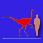 Immagini dinosauri: dimensioni Dromiceiomimus
