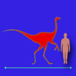 Immagini dinosauri: dimensioni Gallimimus