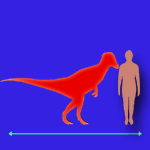 Immagini dinosauri: dimensioni Homalocephale