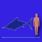 Immagini dinosauri: dimensioni Ichthyosaurus