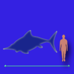 Immagini dinosauri: dimensioni Ophthalmosaurus