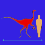Immagini dinosauri: dimensioni Ornithomimus