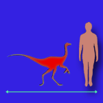 Immagini dinosauri: dimensioni Oviraptor